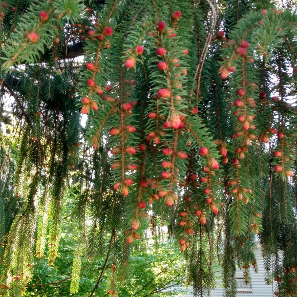 Meet your Posher, Gwyn. - Picture 1 of 1